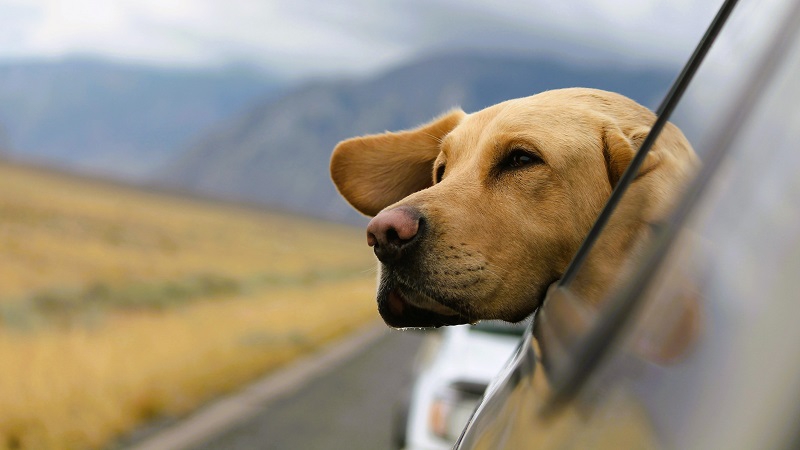 Pets love to travel via roads