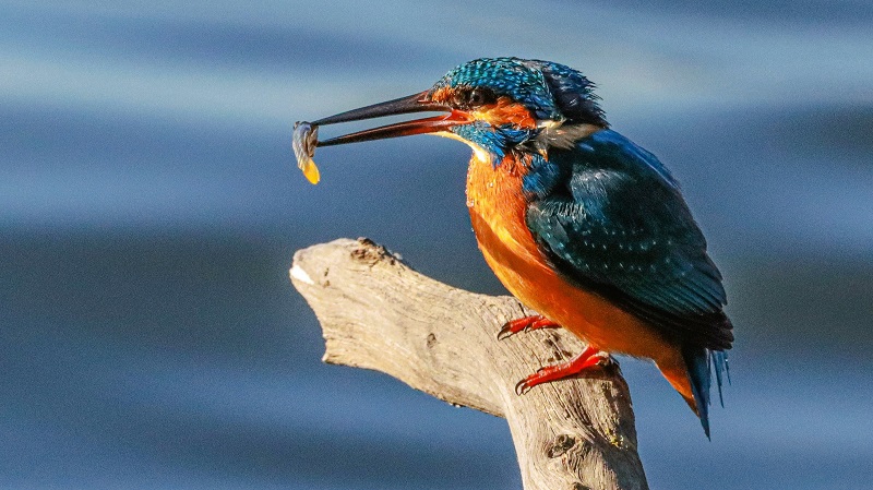 Being an ornithologist (bird-watcher)