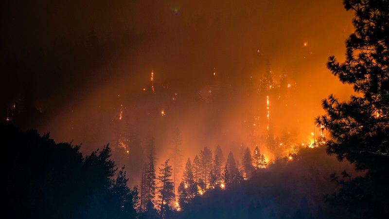 Wildfires destroy forests & green cover