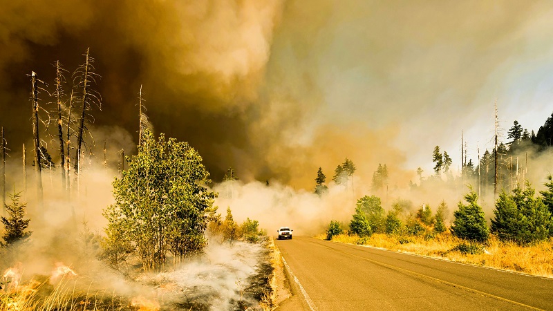 Moving to safety in case of wildfires
