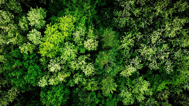 Replanting trees help in carbon offsetting